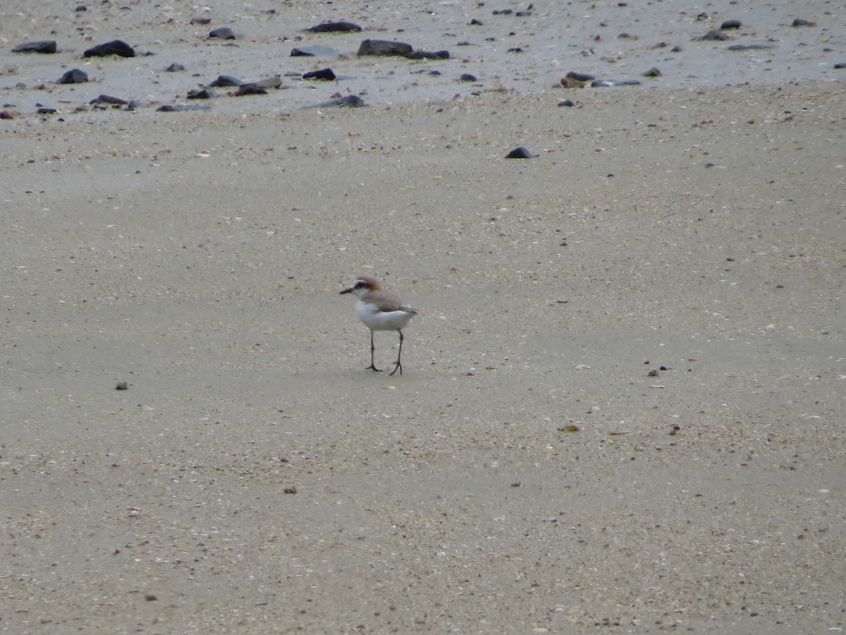 Red-capped Plover - ML81716681