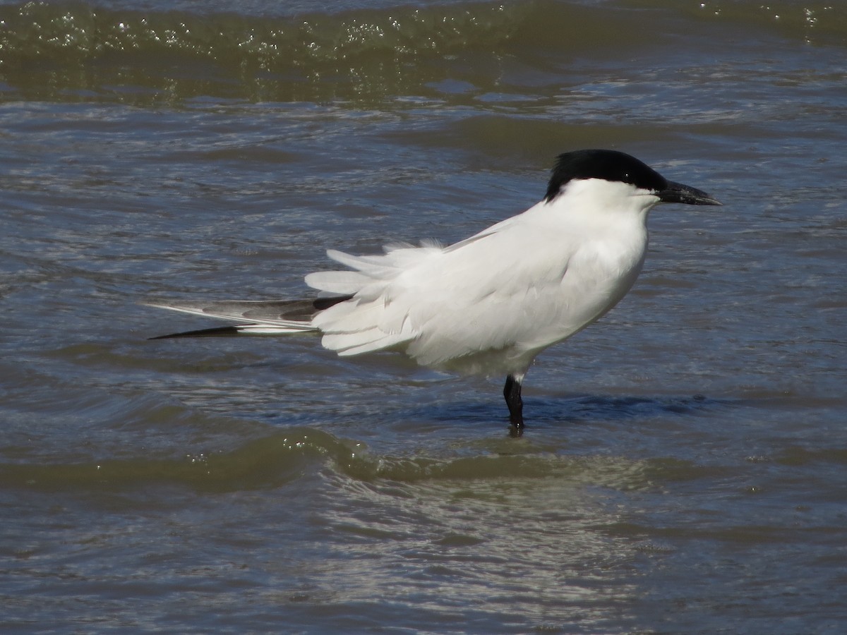 Australian Tern - ML81716921