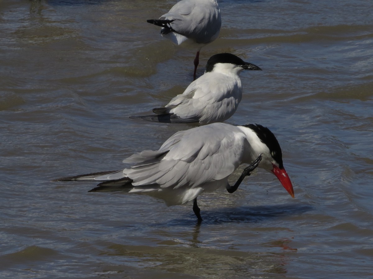 Caspian Tern - ML81717051