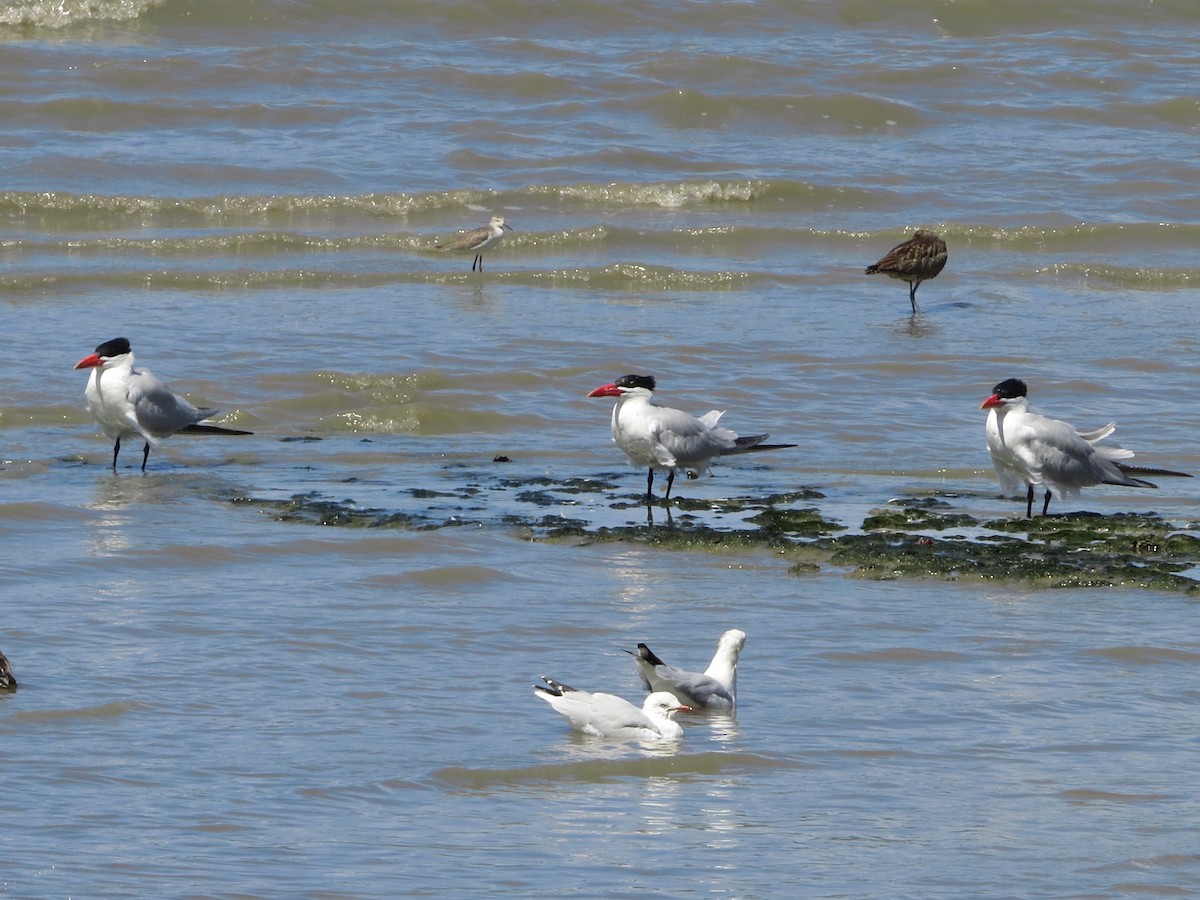 Caspian Tern - ML81717061