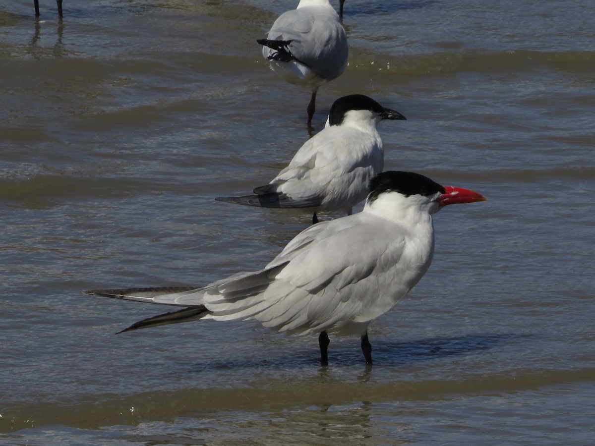 Caspian Tern - ML81717071