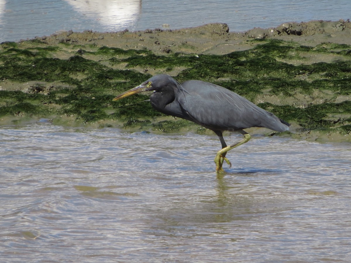 Pacific Reef-Heron - ML81717531