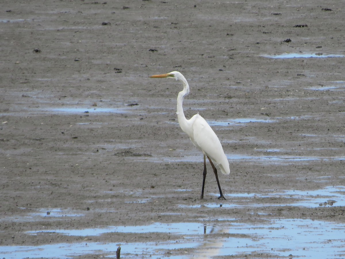 Great Egret - ML81718091