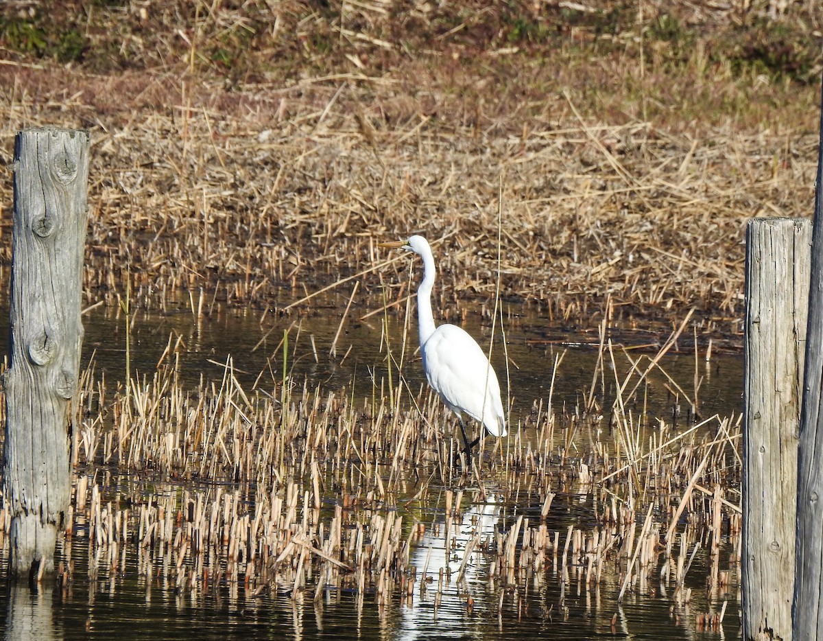 Great Egret - Pam Rasmussen