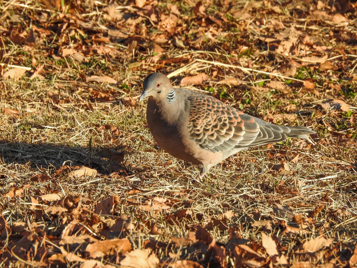 Oriental Turtle-Dove - ML81718281