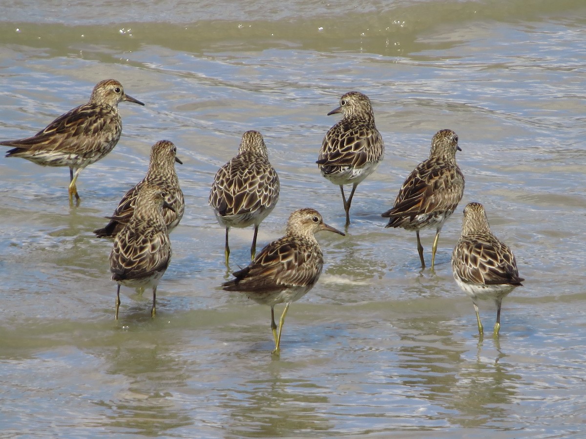 Sharp-tailed Sandpiper - ML81718451