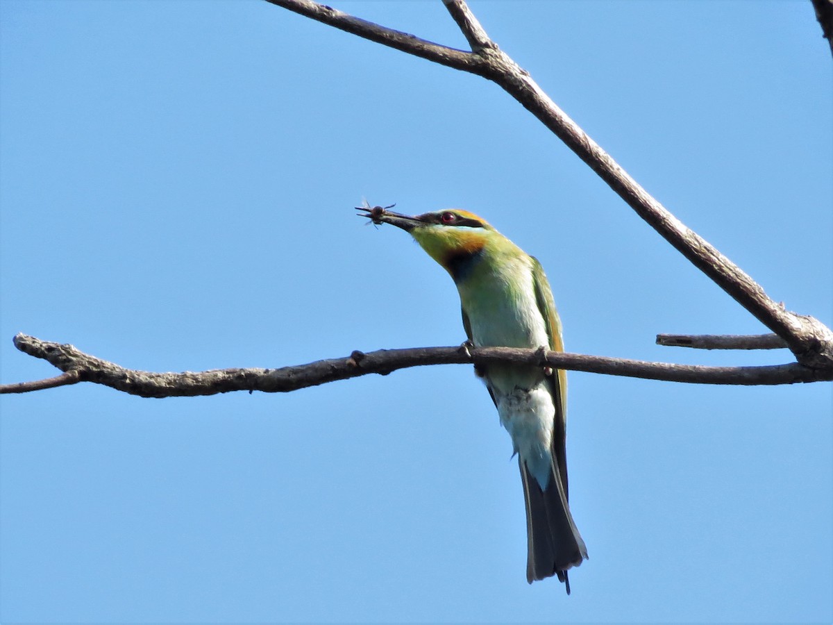 Rainbow Bee-eater - ML81718521