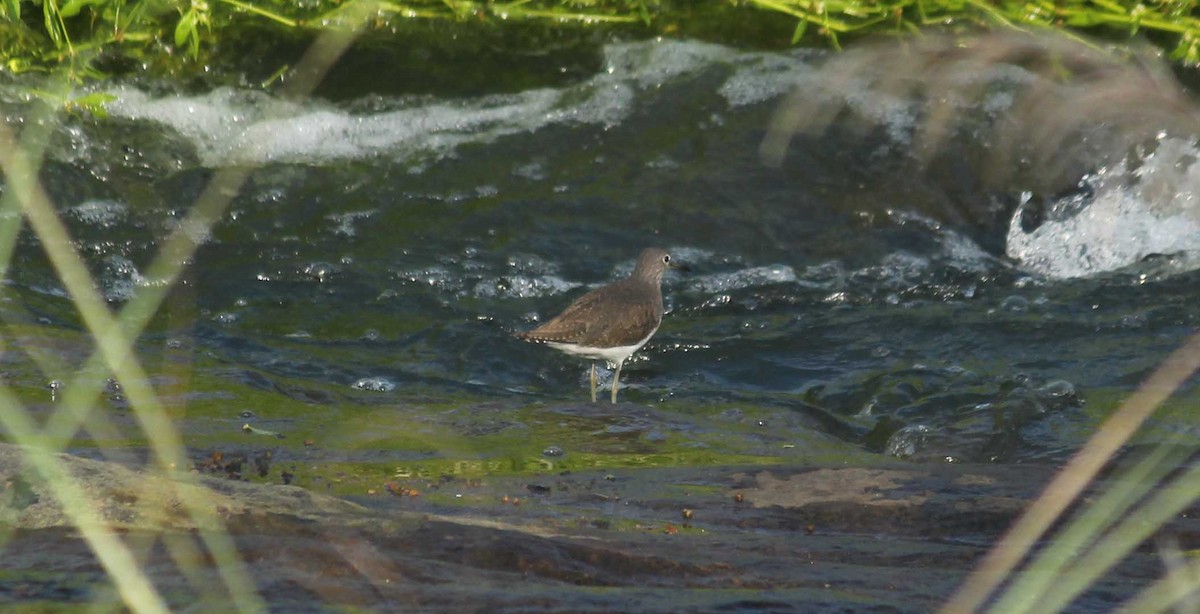 Green Sandpiper - ML81718691