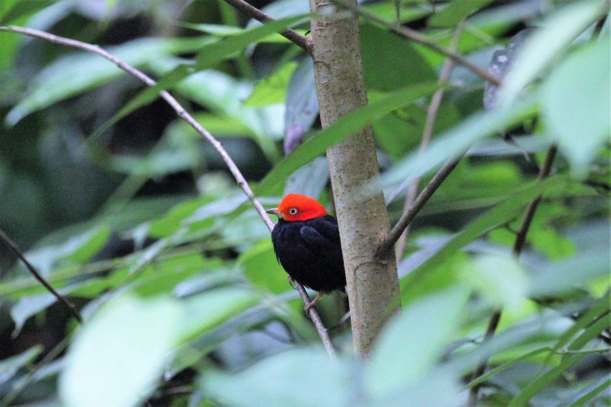 Red-capped Manakin - ML81719731