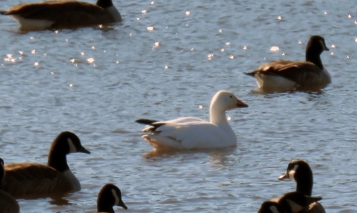 Snow Goose - ML81721041