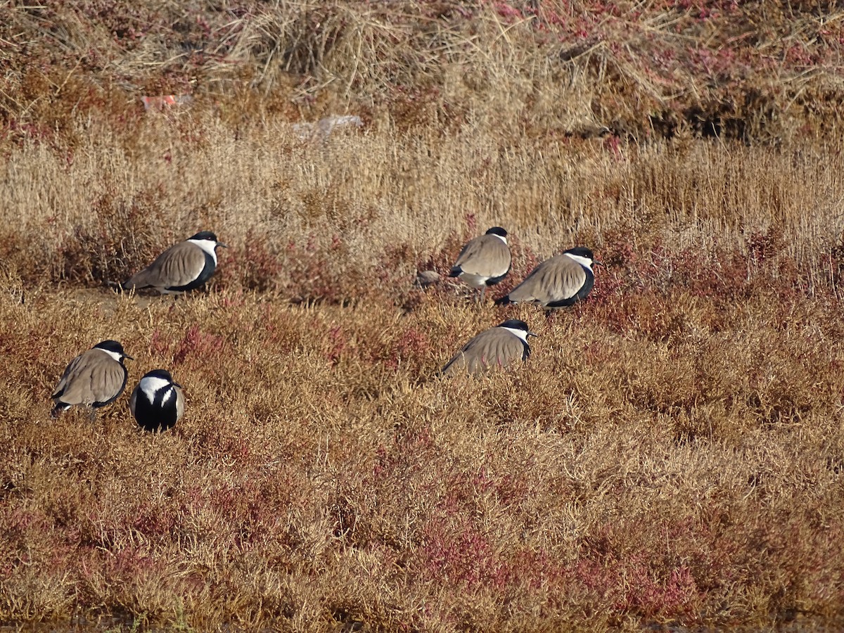 Spur-winged Lapwing - ML81721401