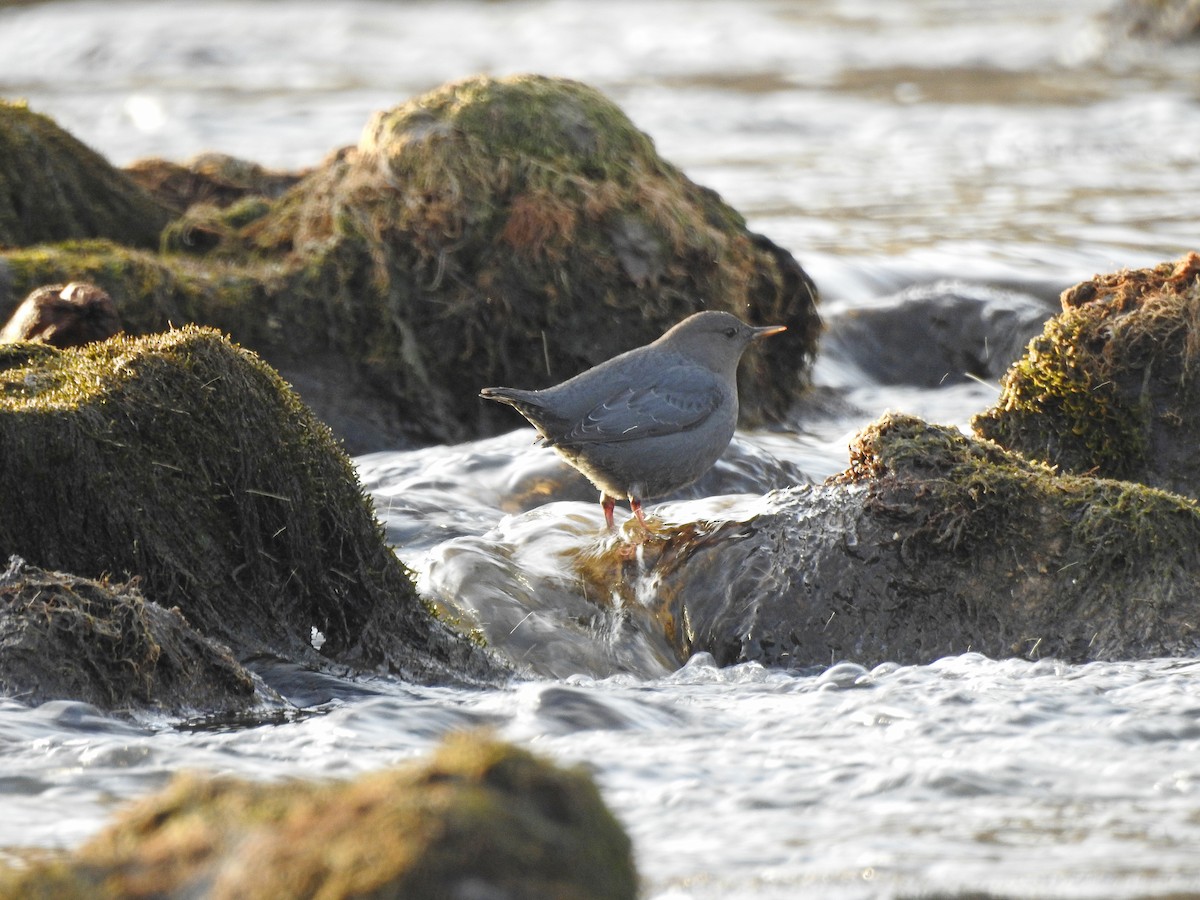 American Dipper - Mary Rumple