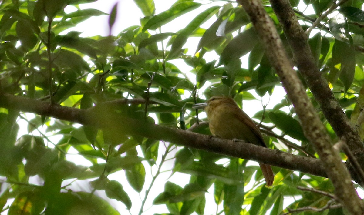 Russet Antshrike (Tawny) - ML81722521