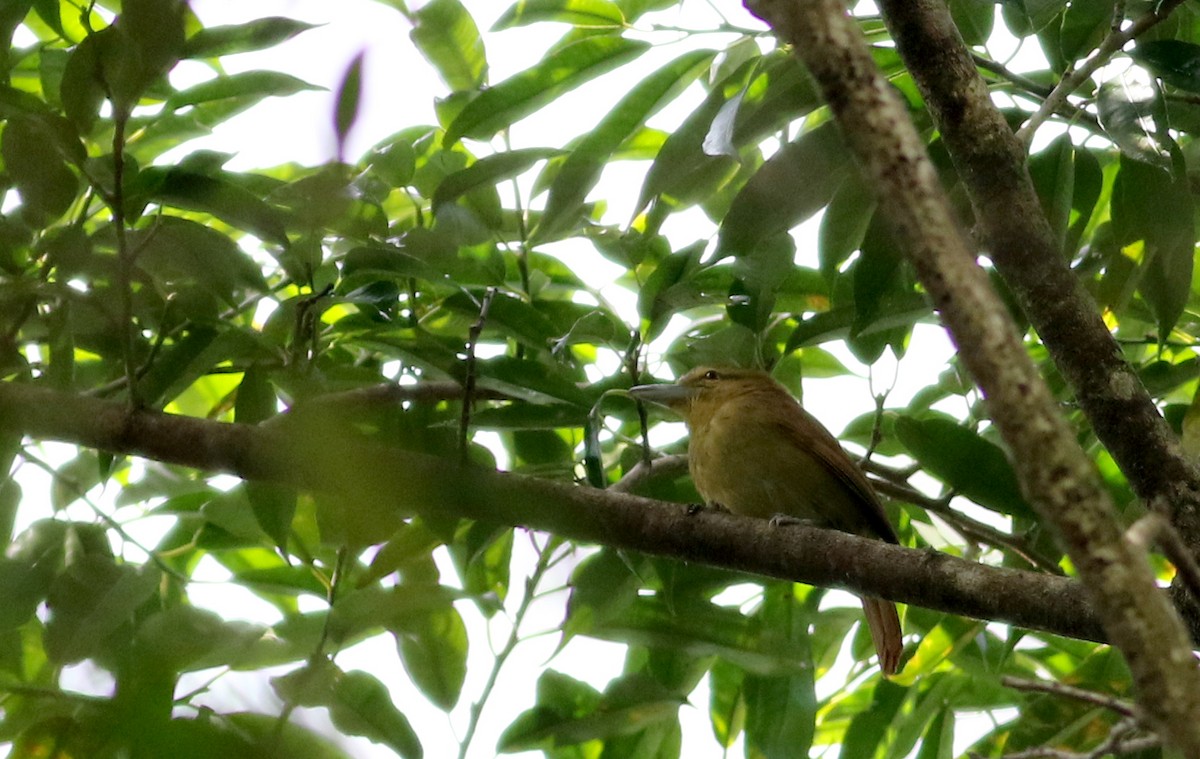 Russet Antshrike (Tawny) - Jay McGowan