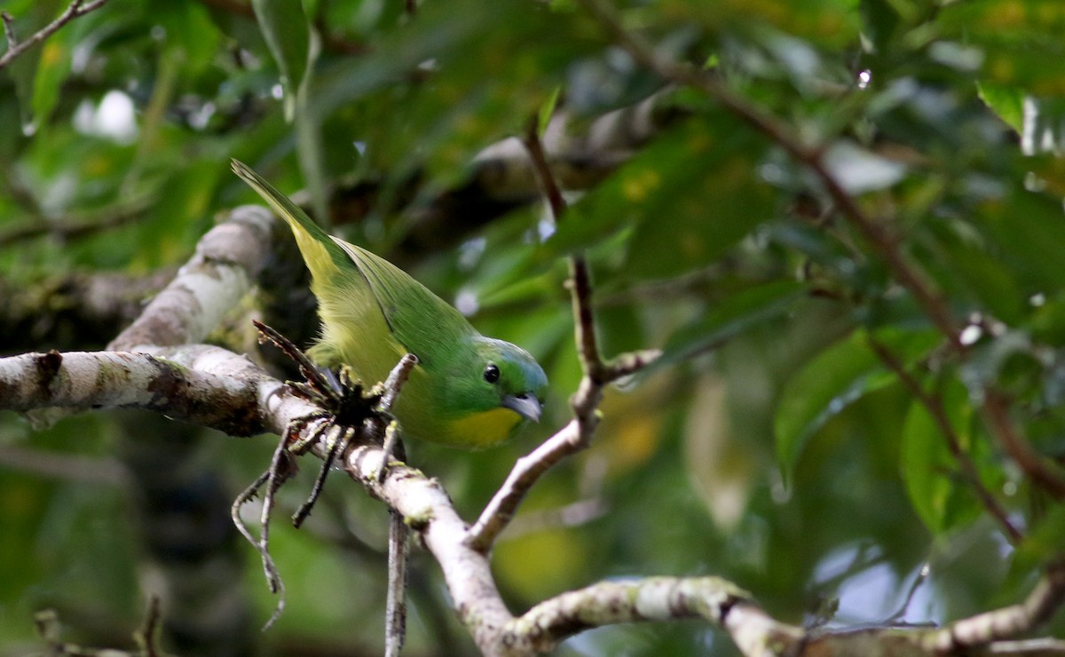 Green Shrike-Vireo - Jay McGowan