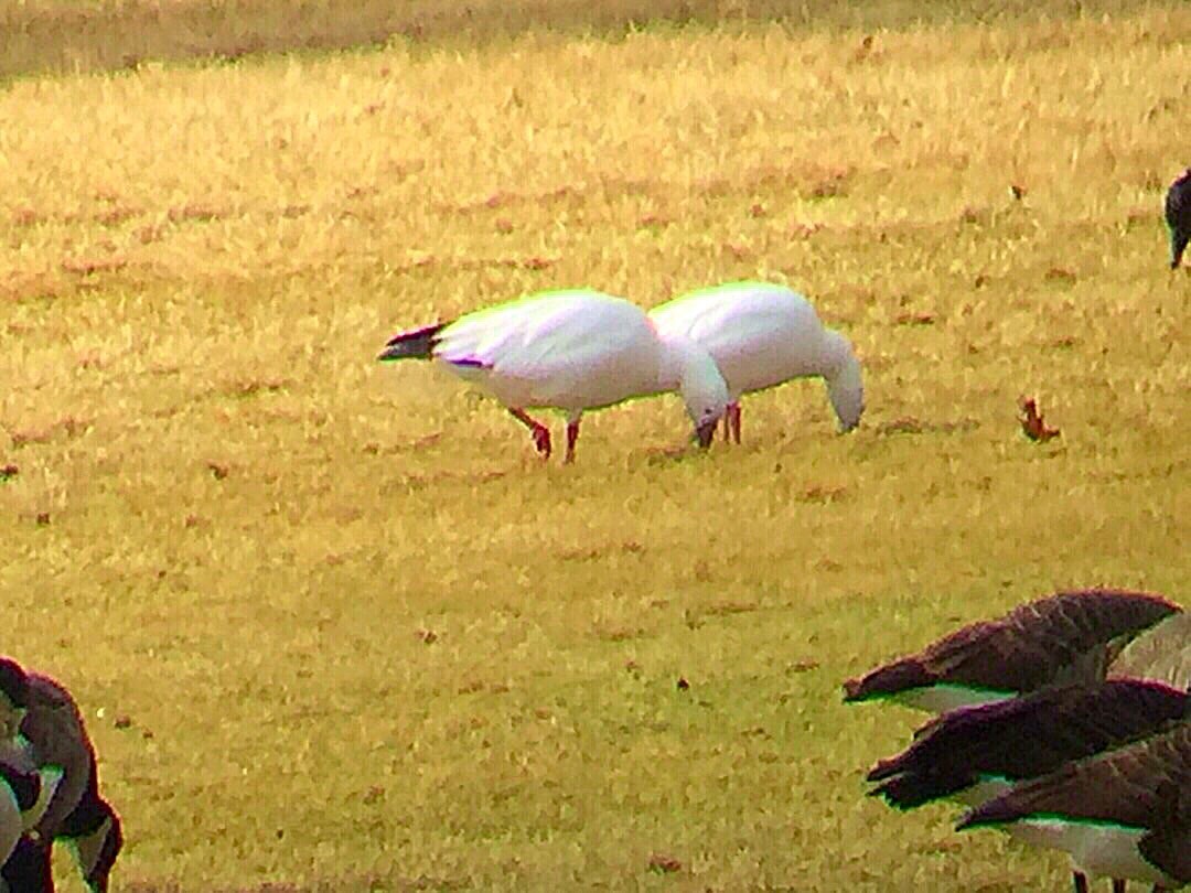 Ross's Goose - ML81723051