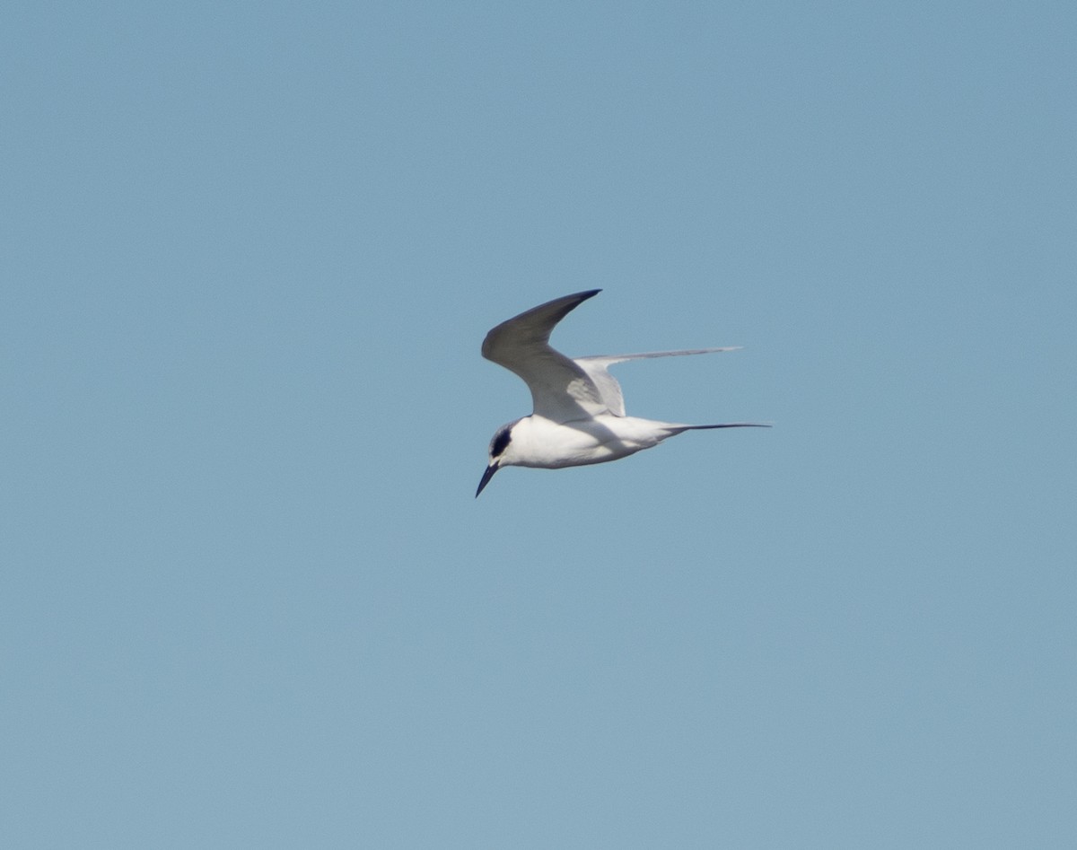 Forster's Tern - ML81724511