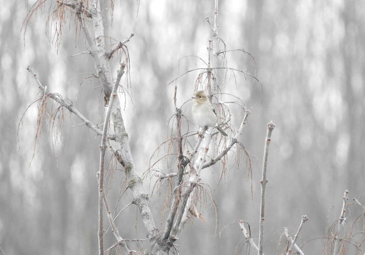 Common Chaffinch - ML81725151