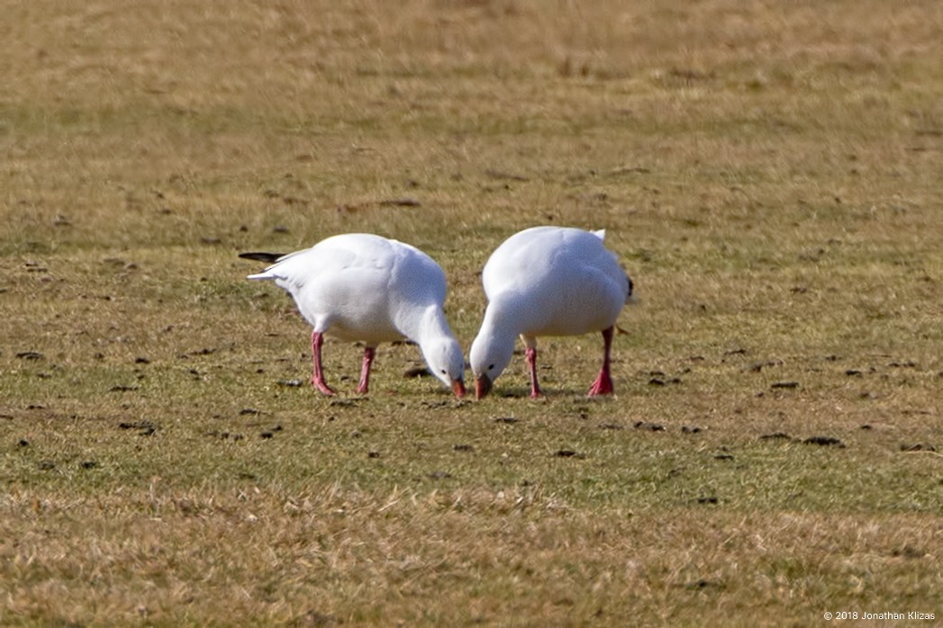 Ross's Goose - ML81725351