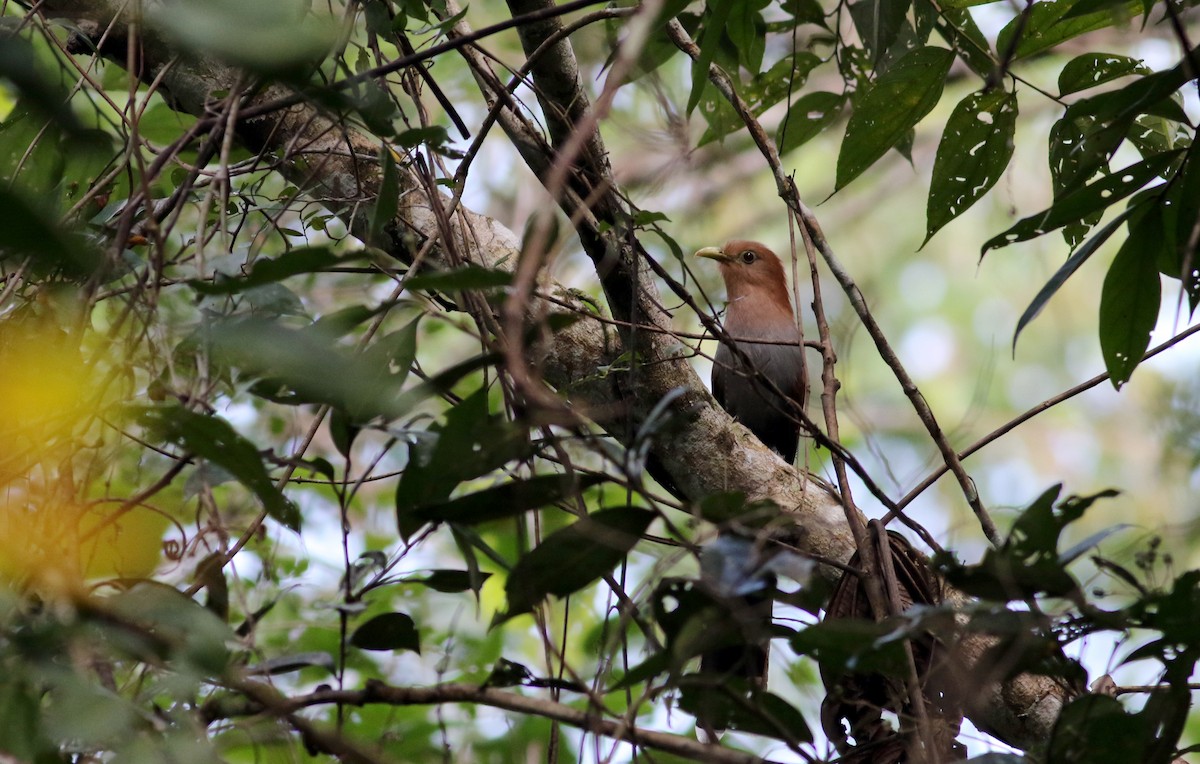 Squirrel Cuckoo (Middle America) - ML81725361