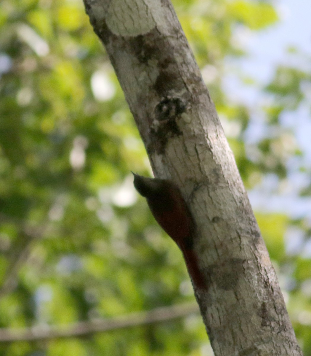 Olivaceous Woodcreeper (Grayish) - ML81725501