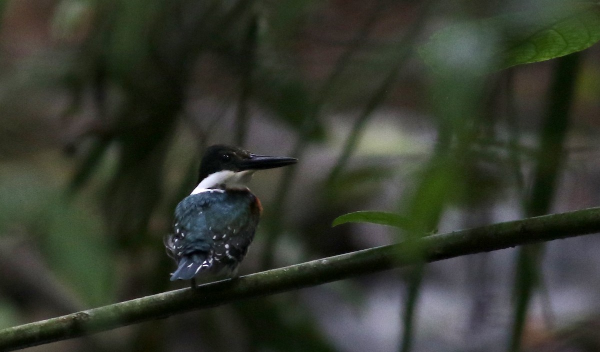 Green Kingfisher - ML81725621