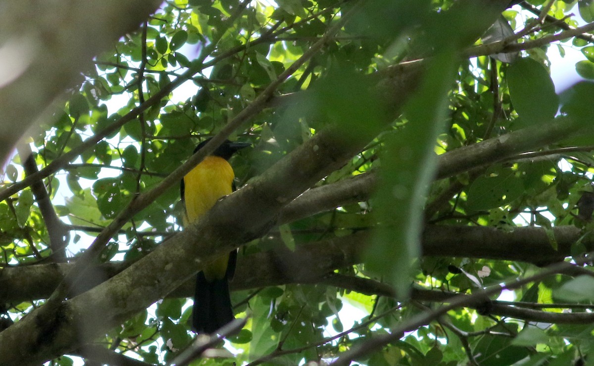 Black-throated Shrike-Tanager - Jay McGowan