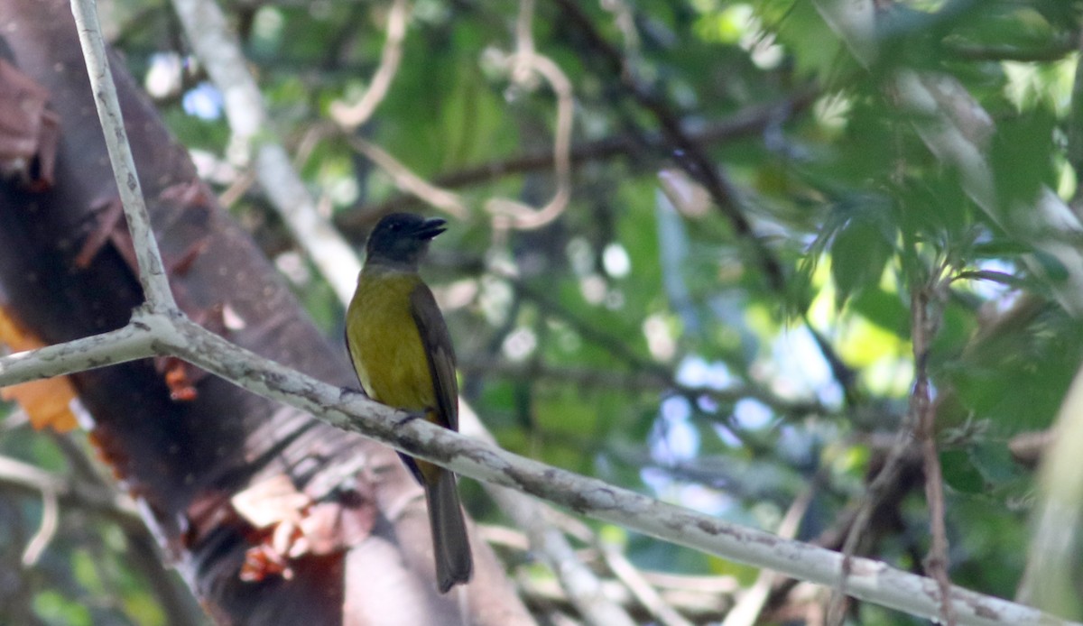 Black-throated Shrike-Tanager - ML81725861