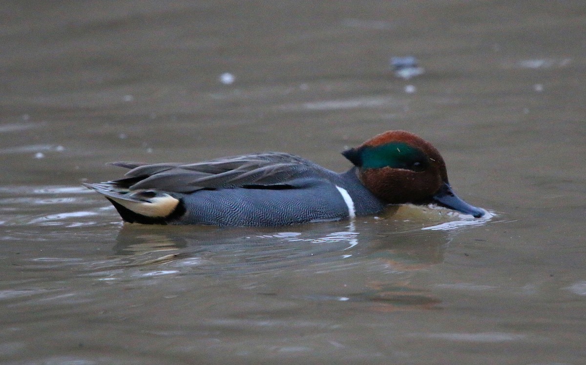 Green-winged Teal - ML81725951