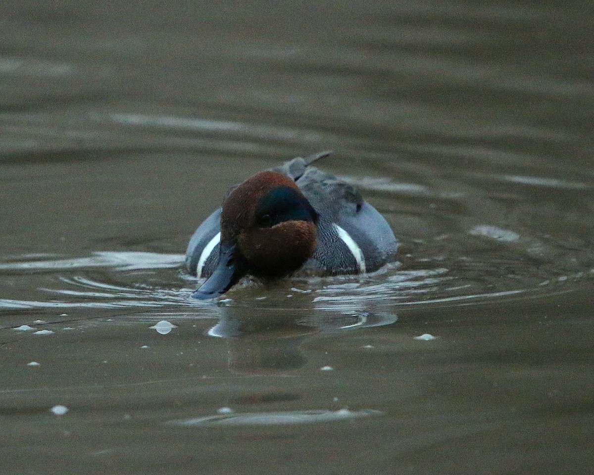 Green-winged Teal - ML81726011