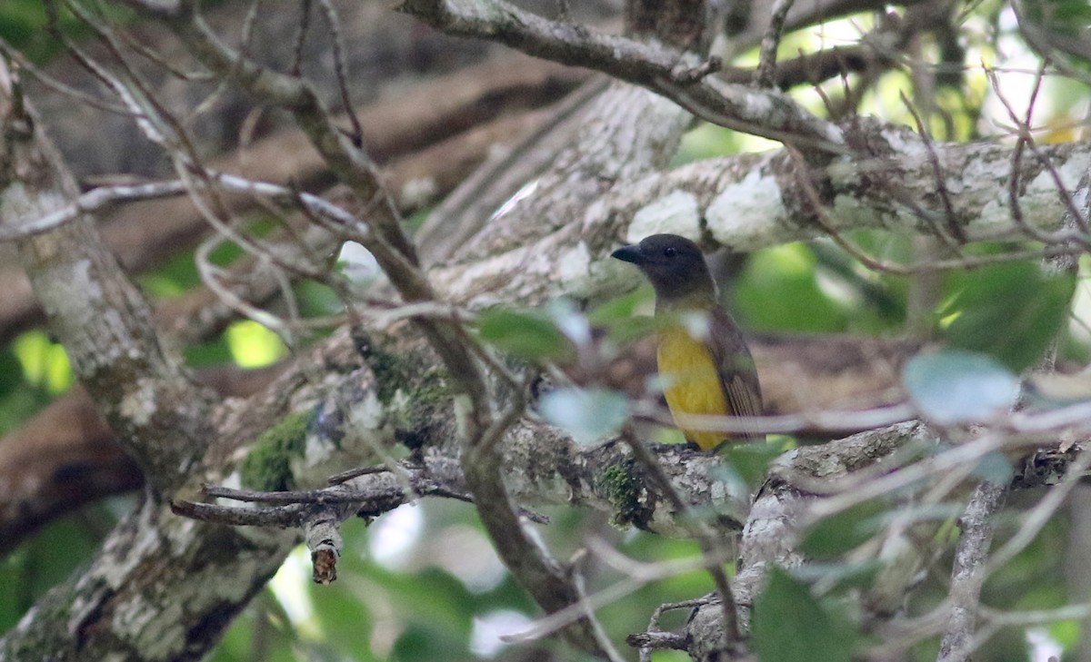 Black-throated Shrike-Tanager - Jay McGowan