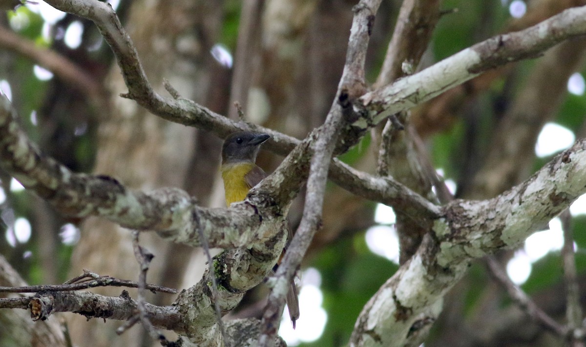 Black-throated Shrike-Tanager - ML81726241