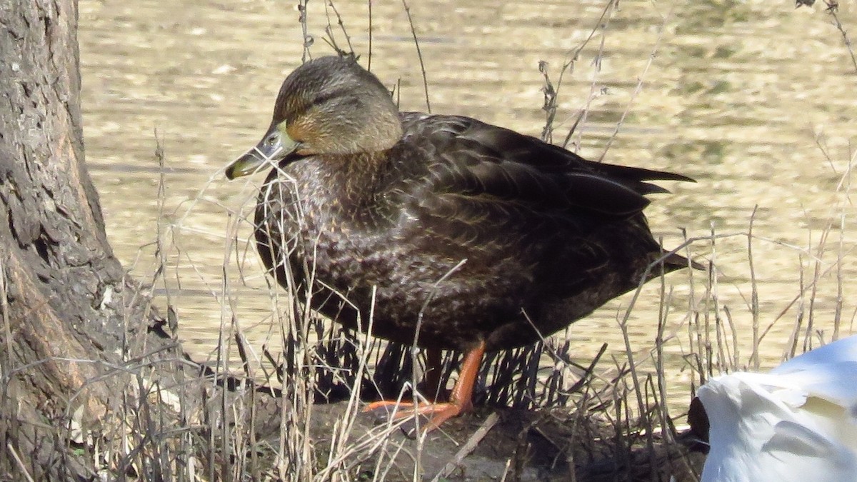 American Black Duck - ML81727261