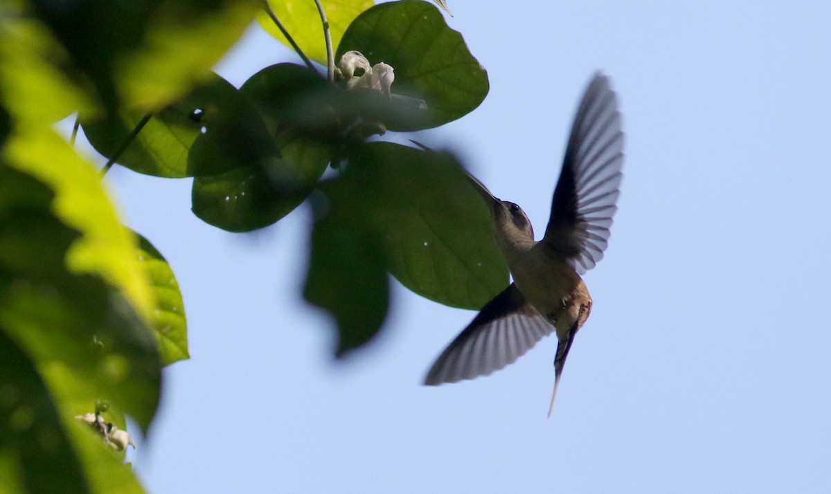 kolibřík tmavolící [skupina longirostris] - ML81727561