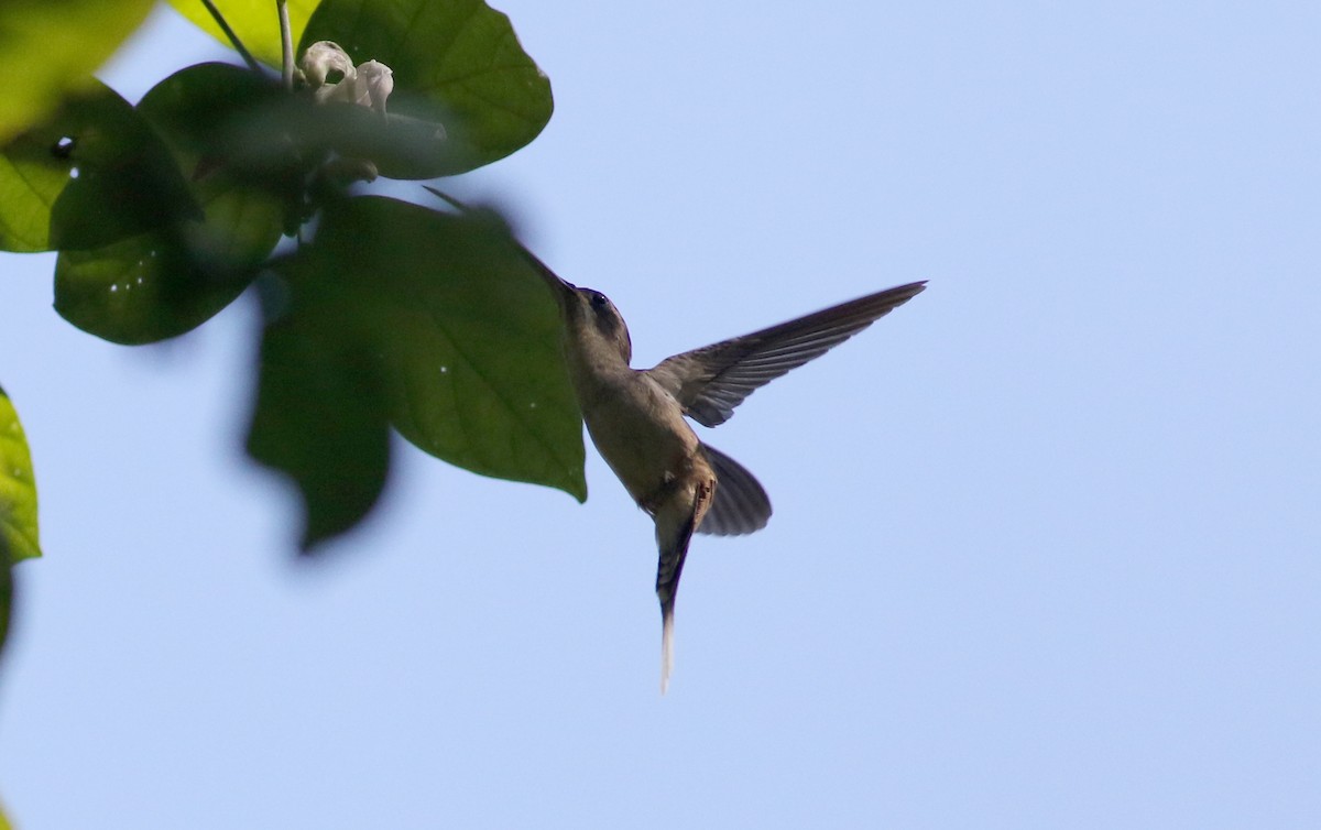 kolibřík tmavolící [skupina longirostris] - ML81727571