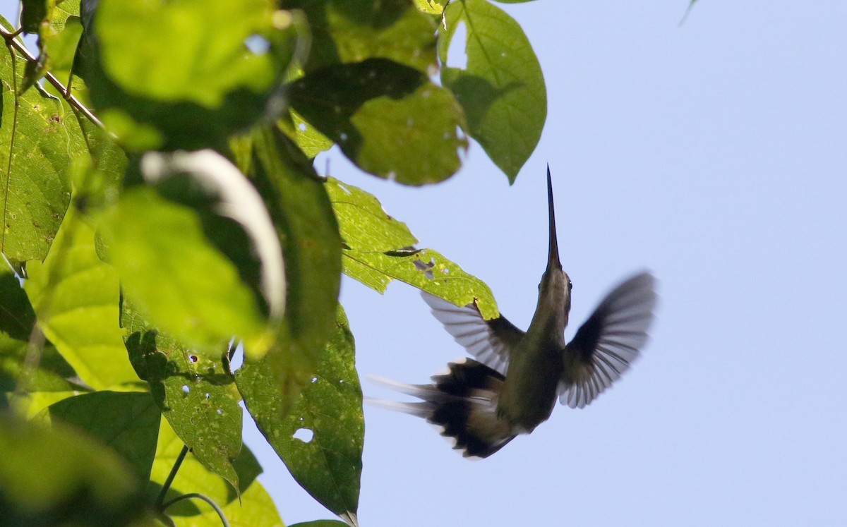 kolibřík tmavolící [skupina longirostris] - ML81727621
