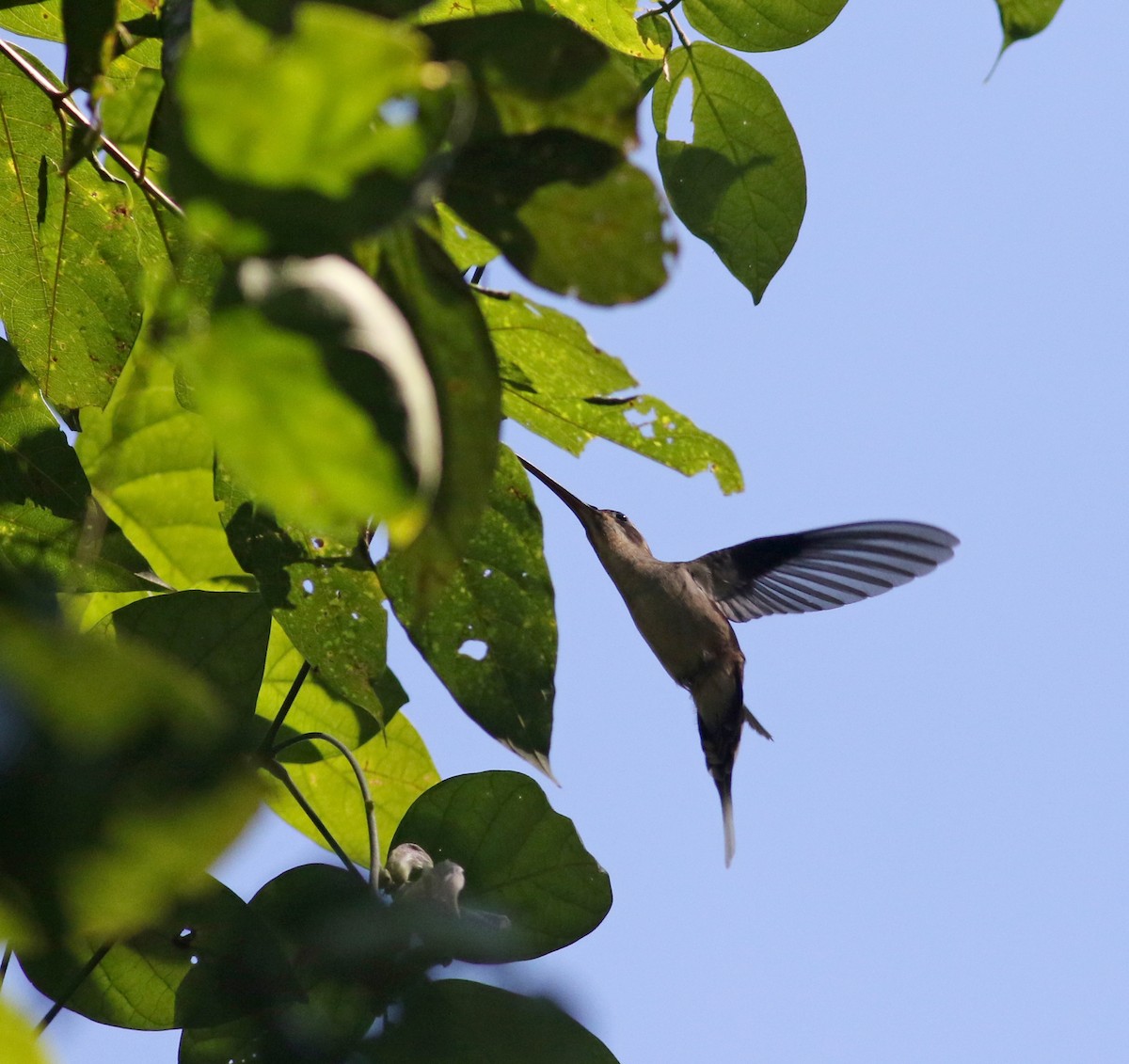 kolibřík tmavolící [skupina longirostris] - ML81727641
