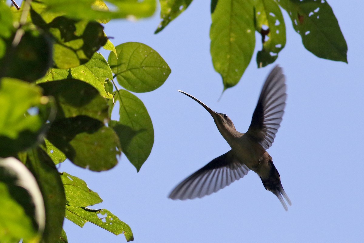 kolibřík tmavolící [skupina longirostris] - ML81727661