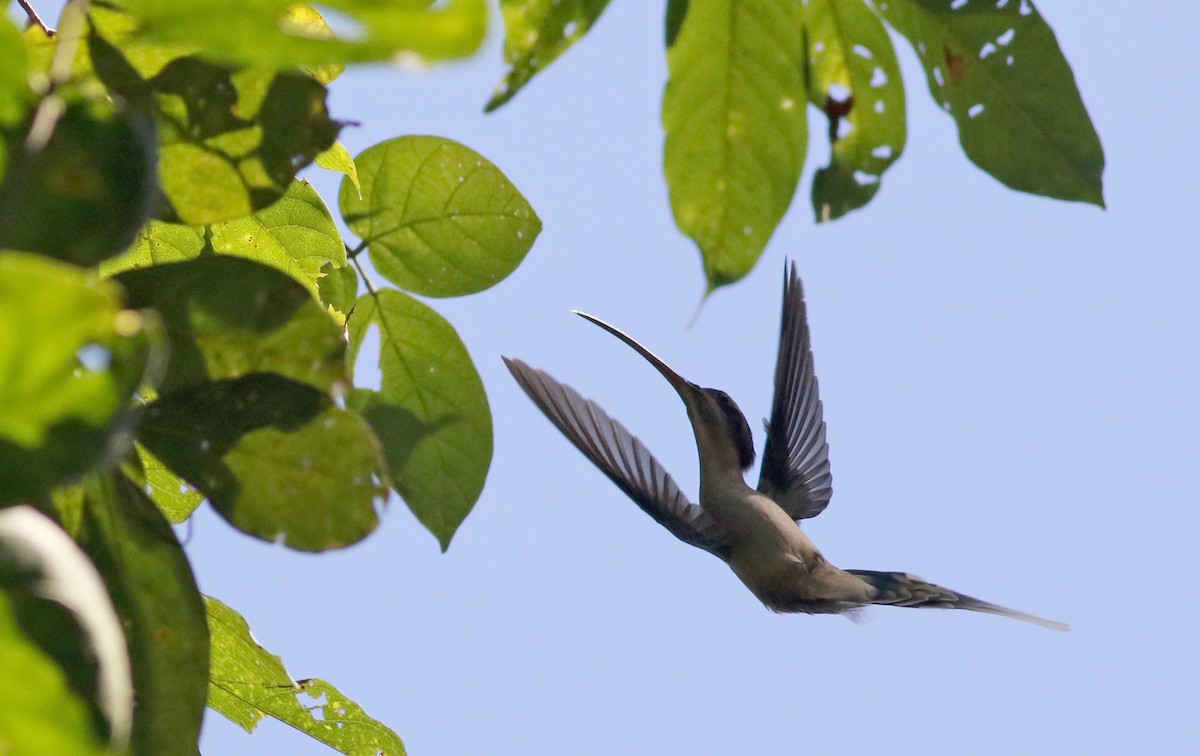 Длинноклювый колибри-отшельник [группа longirostris] - ML81727671