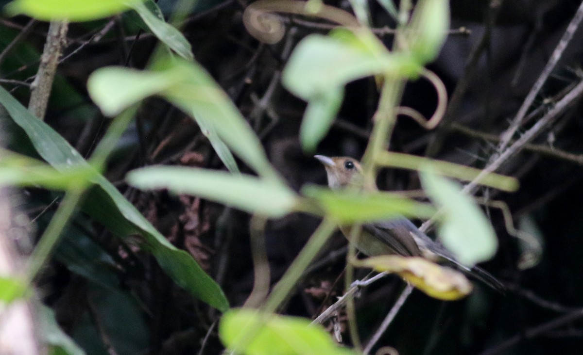 Gray-throated Chat - Jay McGowan