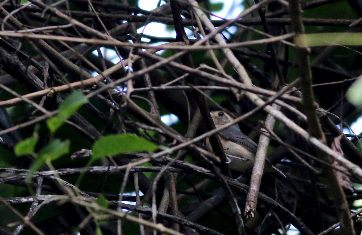 Gray-throated Chat - Jay McGowan