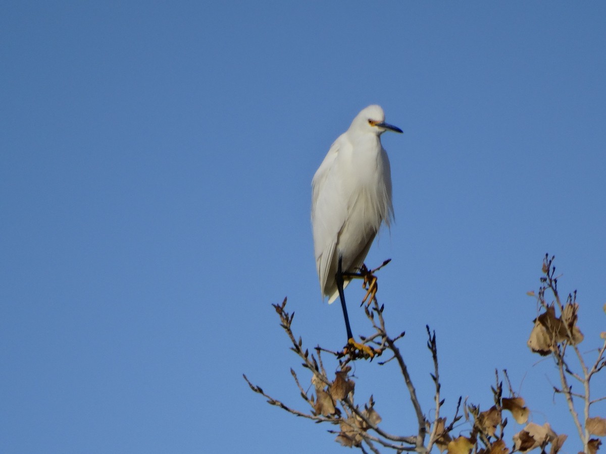 Snowy Egret - Janine McCabe