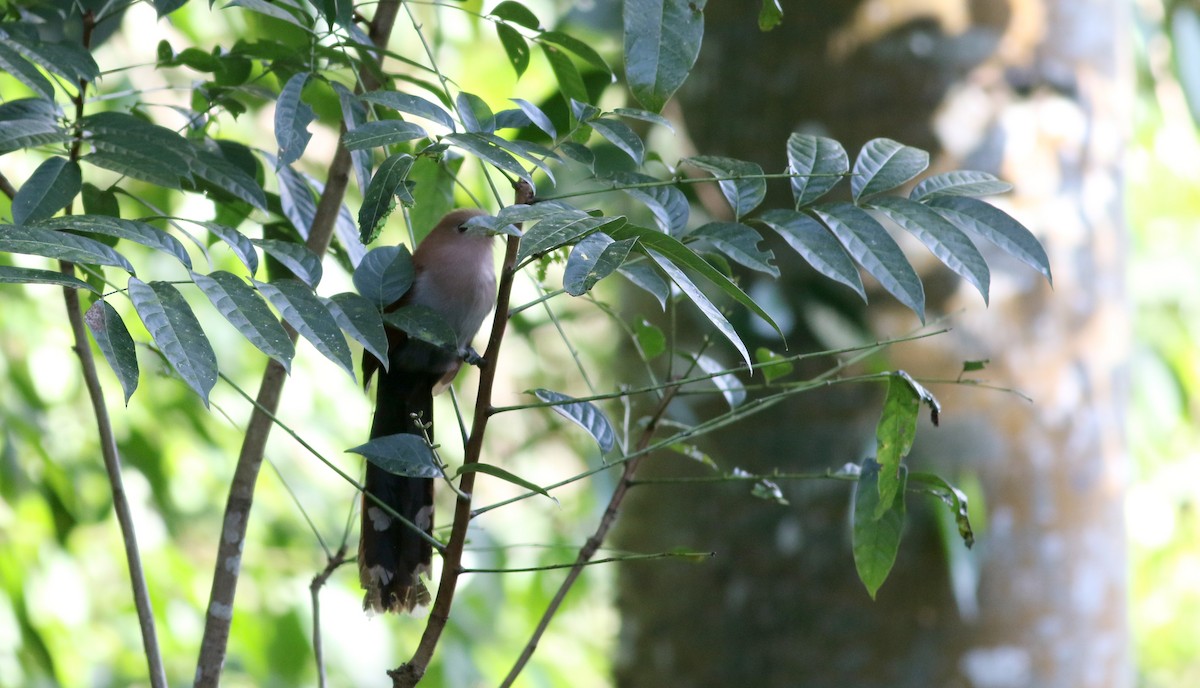 Squirrel Cuckoo (Middle America) - ML81728951