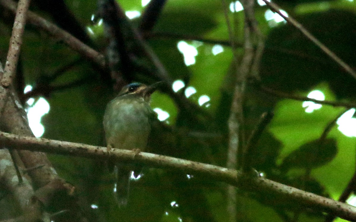 Zwergmotmot - ML81729501