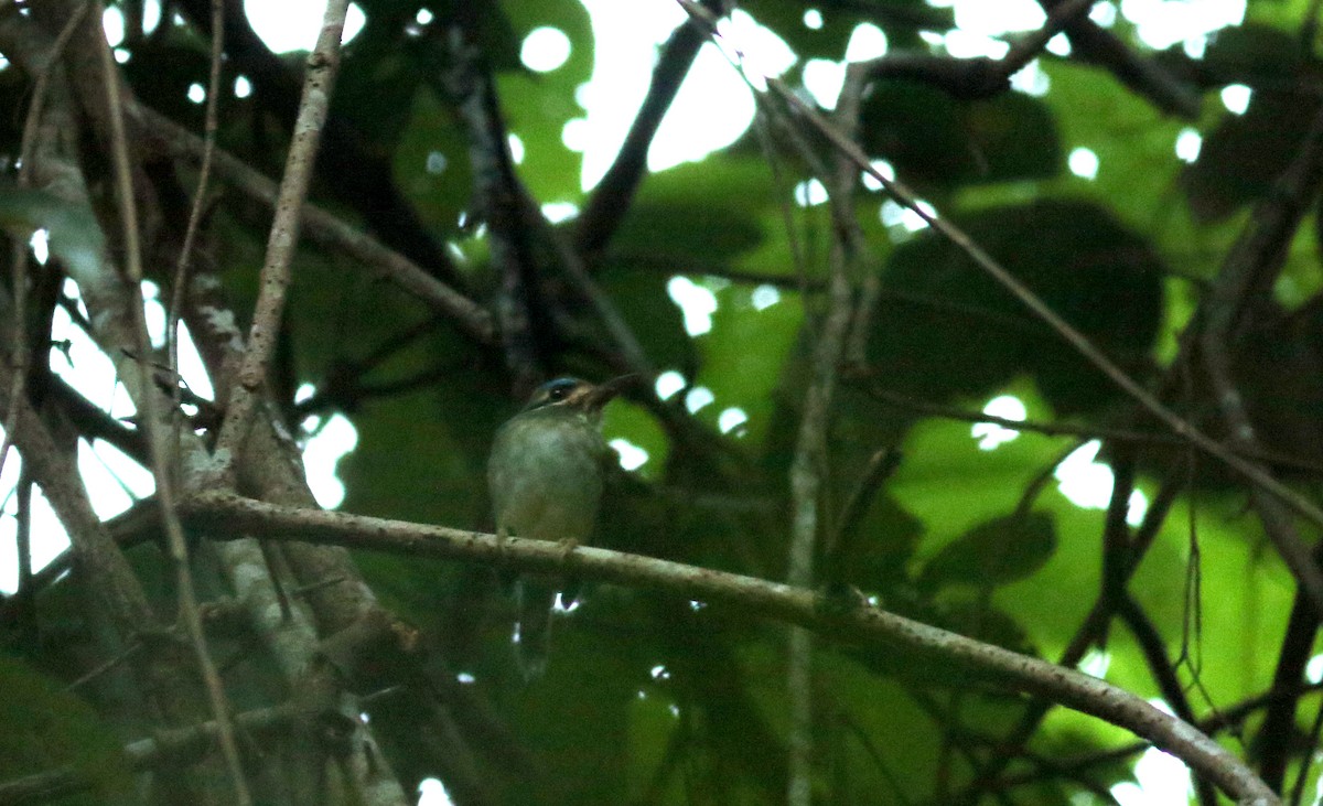 Tody Motmot - ML81729531