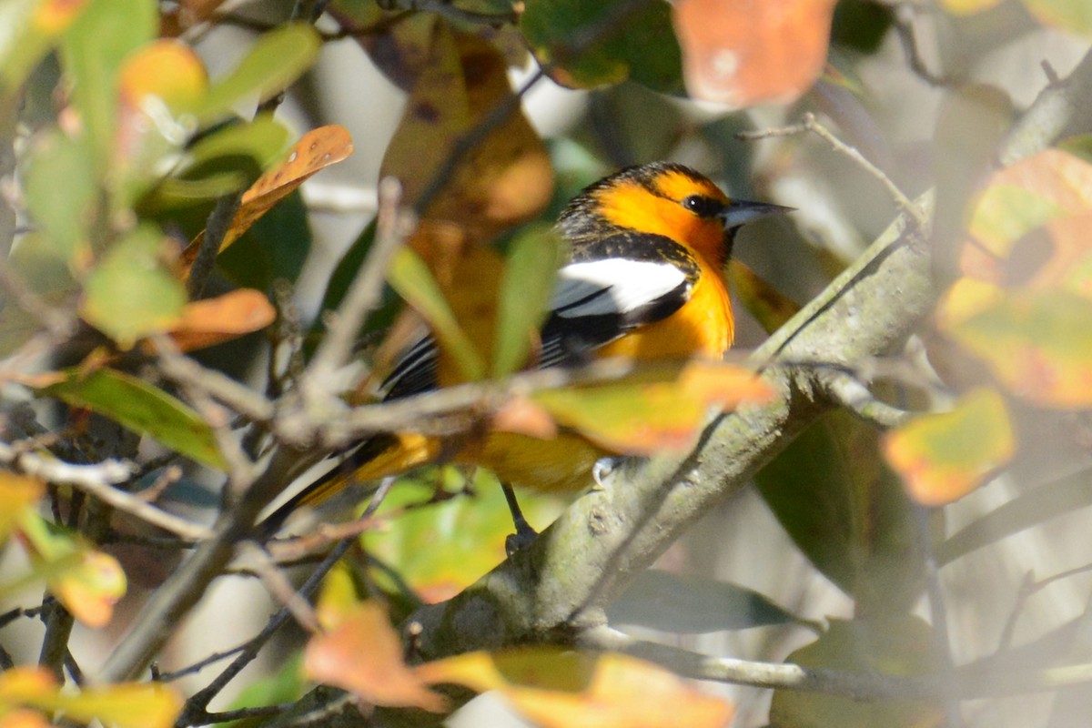 Bullock's Oriole - ML81730131