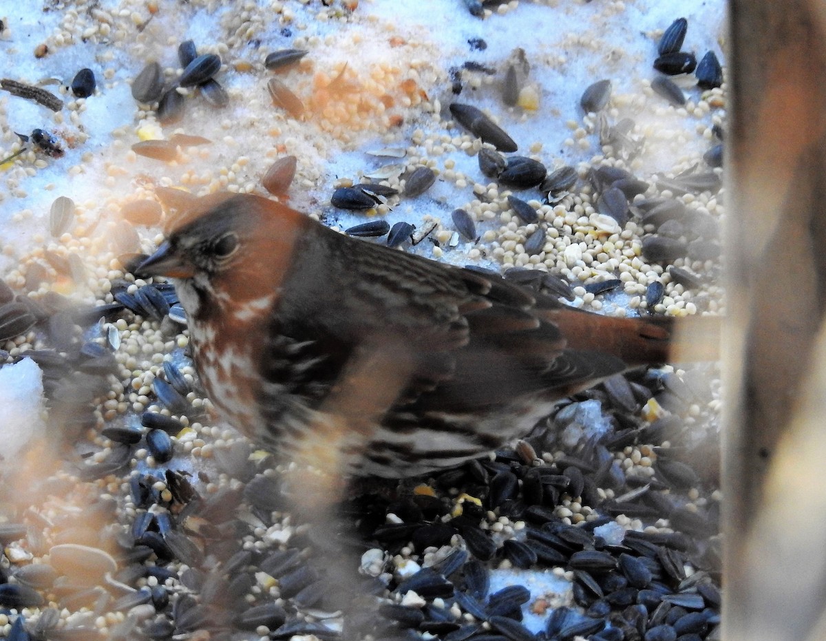 Fox Sparrow (Red) - ML81730201
