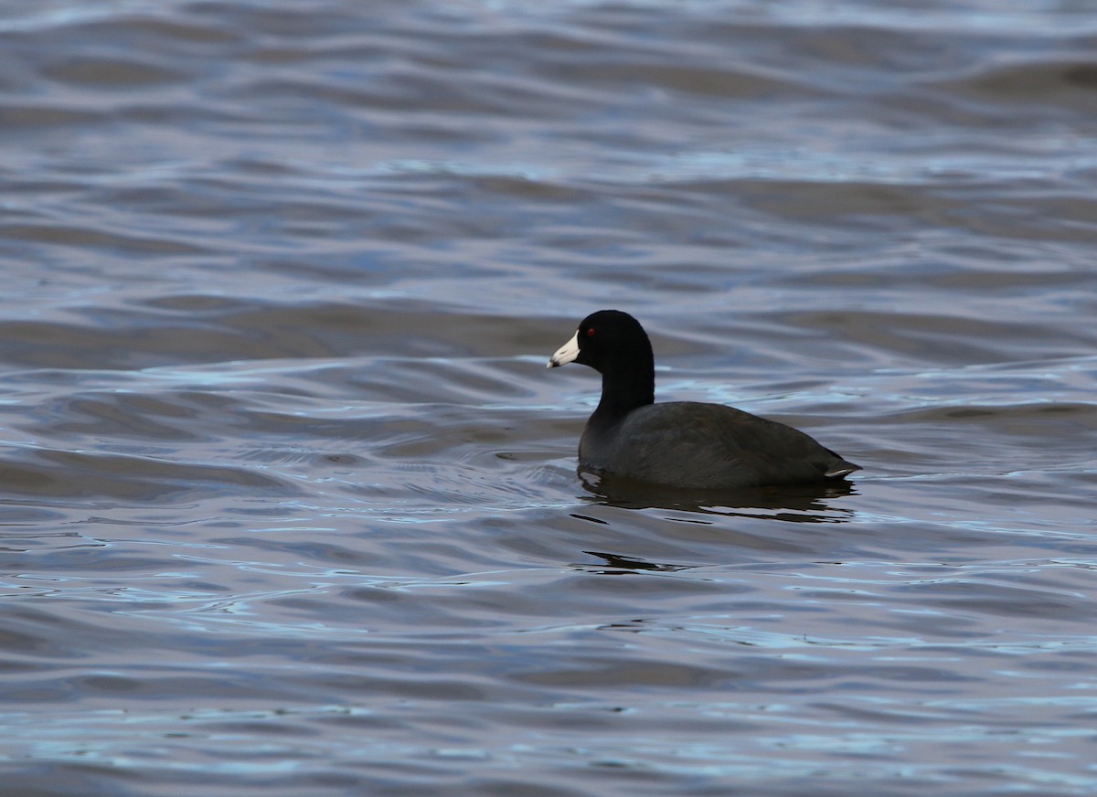 American Coot - ML81730281