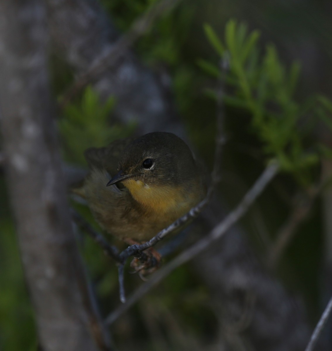 Common Yellowthroat - ML81732081