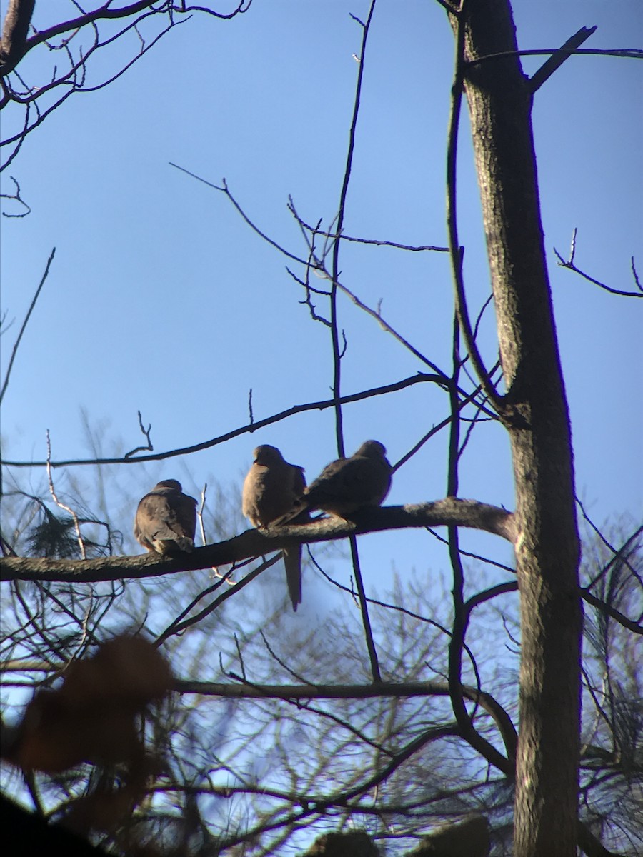 Mourning Dove - ML81732511